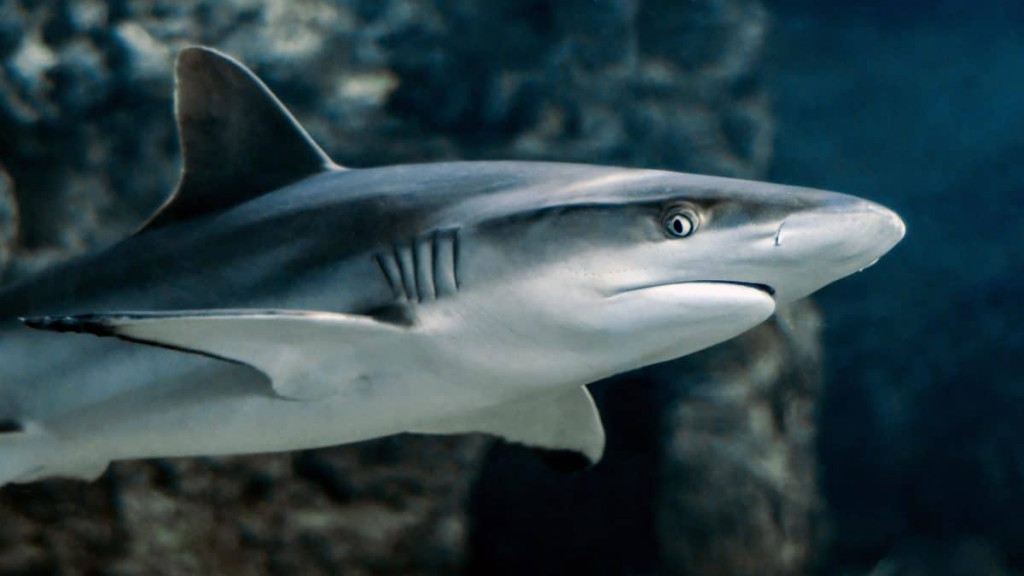 Žraločie zuby si našli cestu do detského hrobu z doby bronzovej.